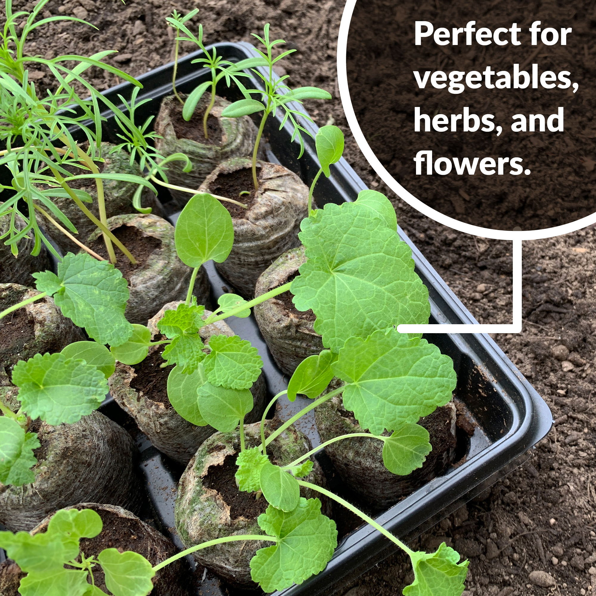 Jiffy peat pellets perfect for vegetables, herbs, and flowers.